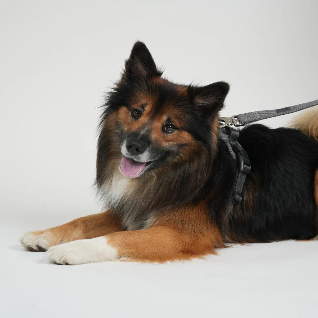 ELMA DOG LEASH | DUSTY BLUE