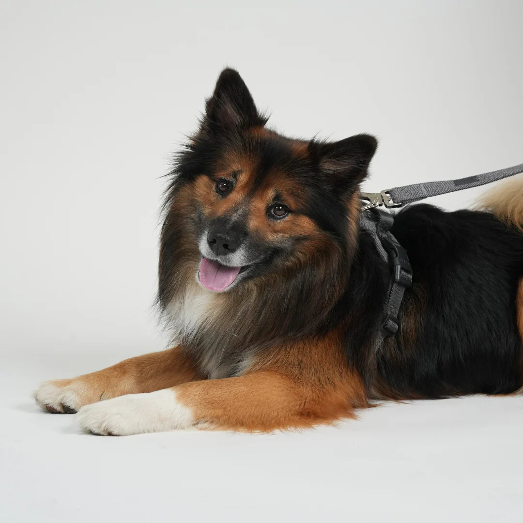 ELMA DOG LEASH | DUSTY BLUE