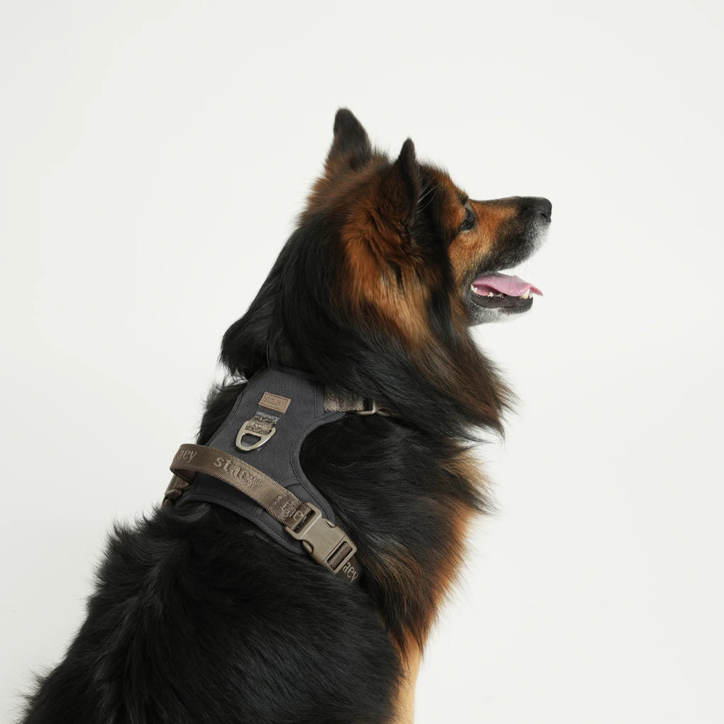 Elma Active Dog Harness | Storm
