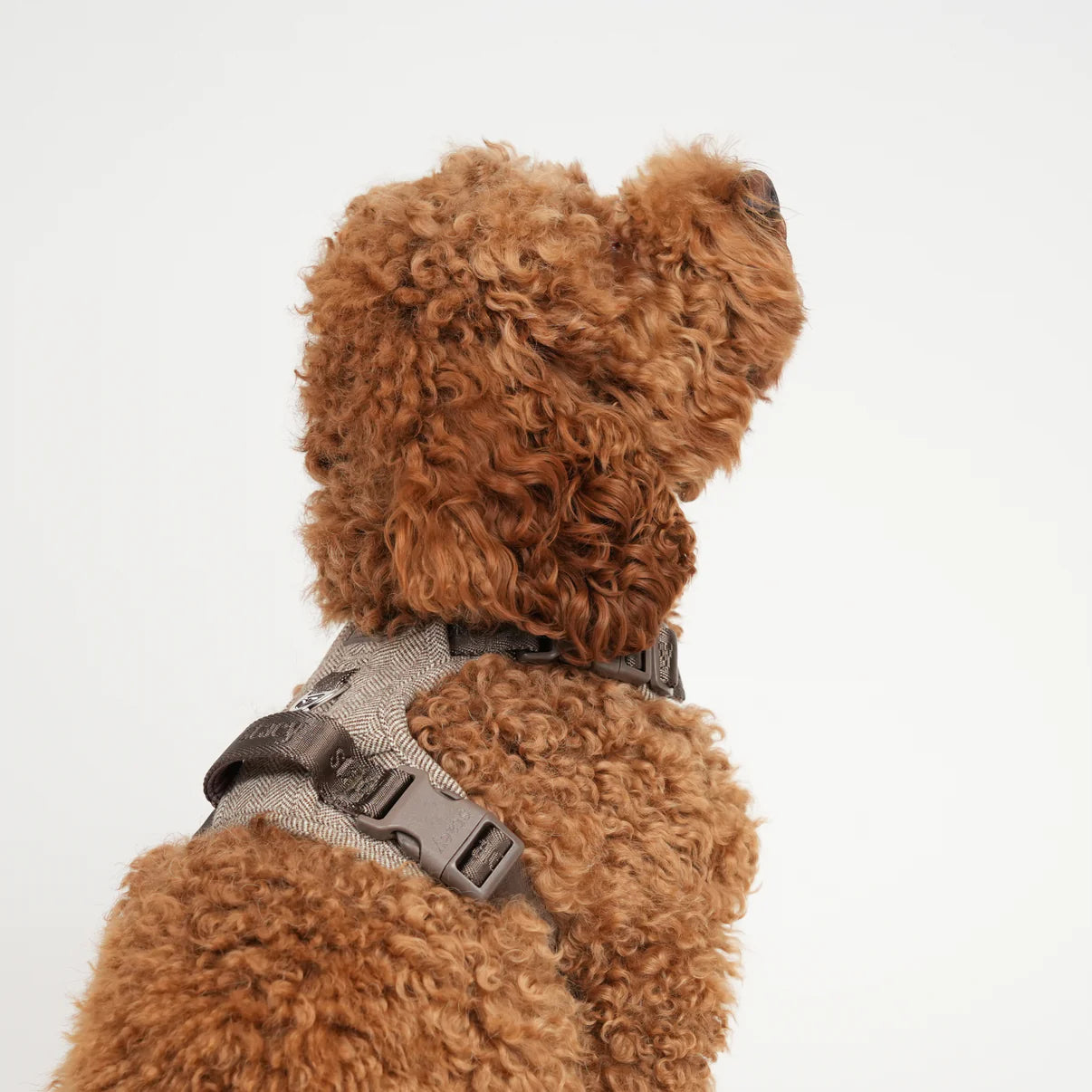 Dog Harness Elma - Mocca