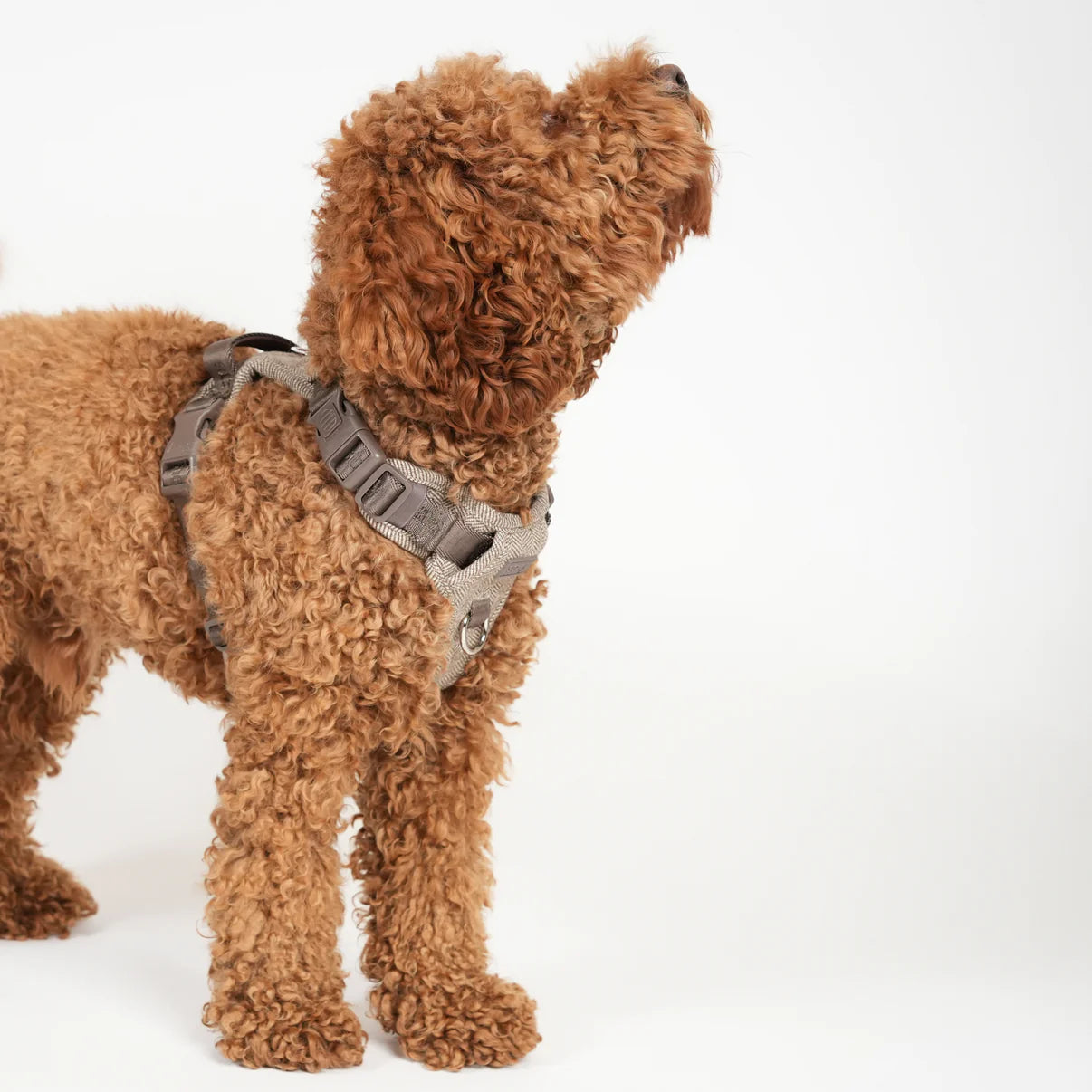 Dog Harness Elma - Mocca