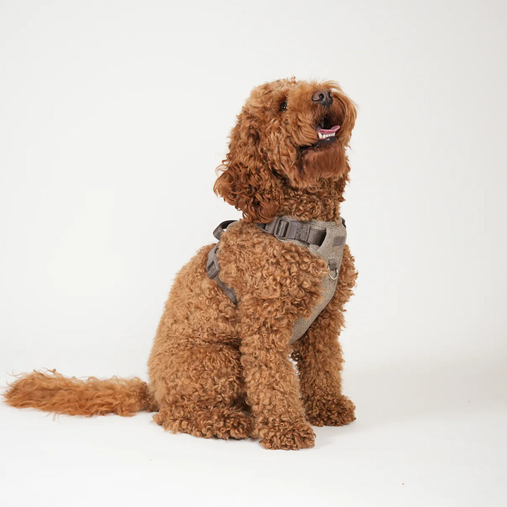 Dog Harness Elma - Mocca