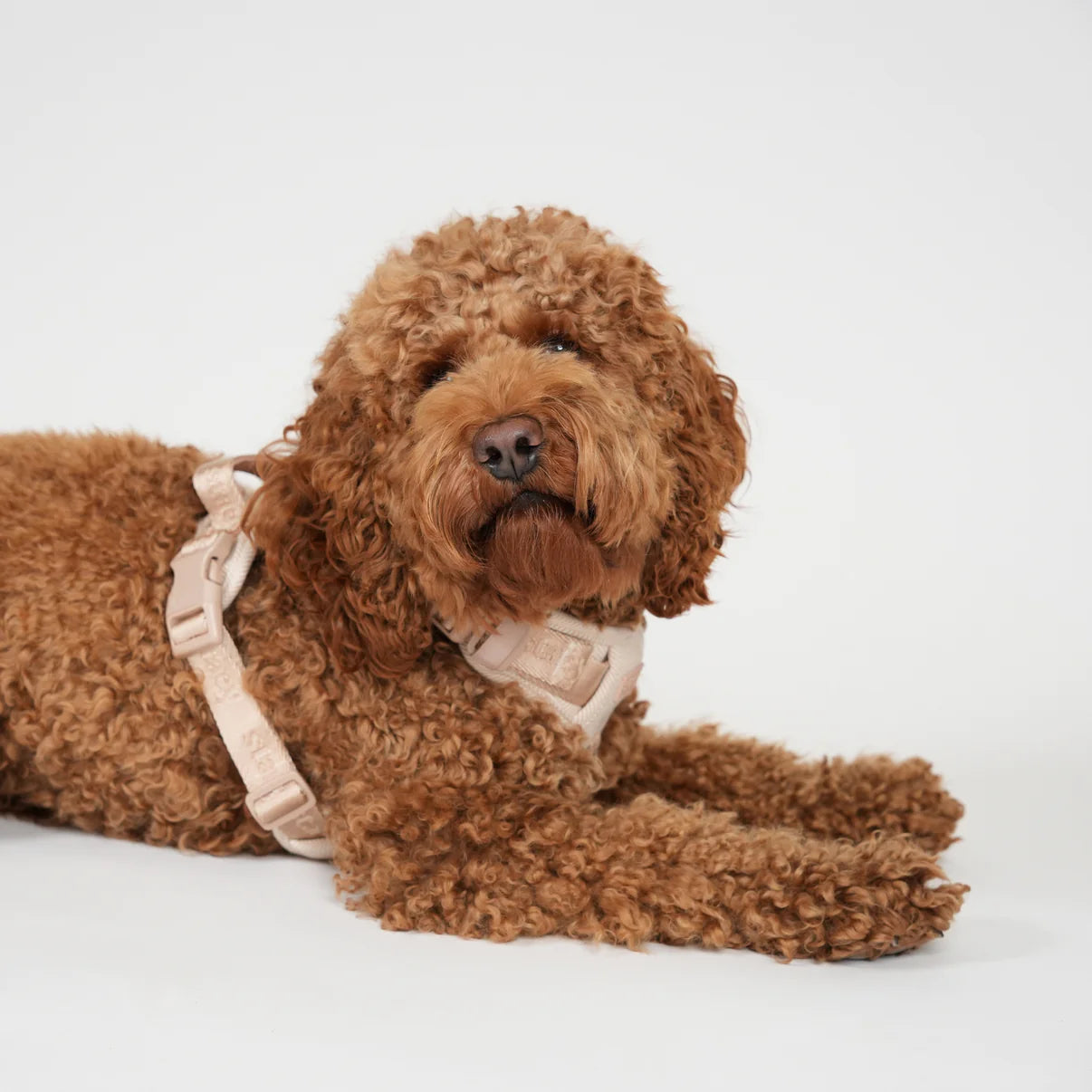 Dog Harness Elma - Light Rose