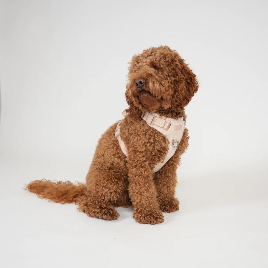 Dog Harness Elma - Light Rose