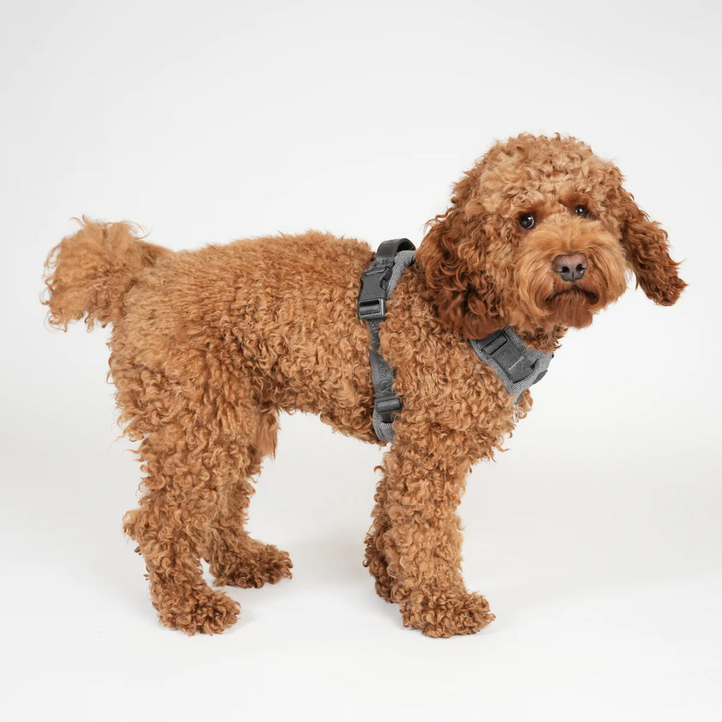 Dog Harness Elma - Mocca