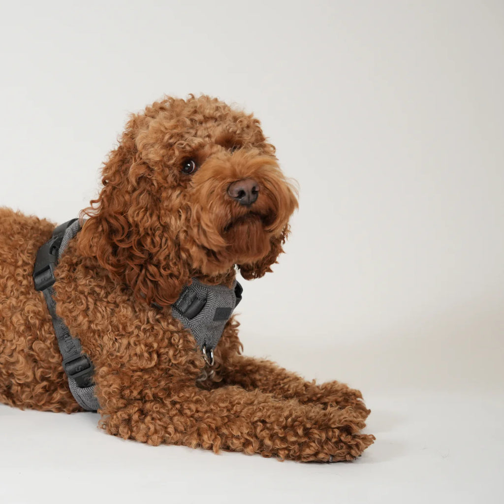 Dog Harness Elma - Dusty Blue