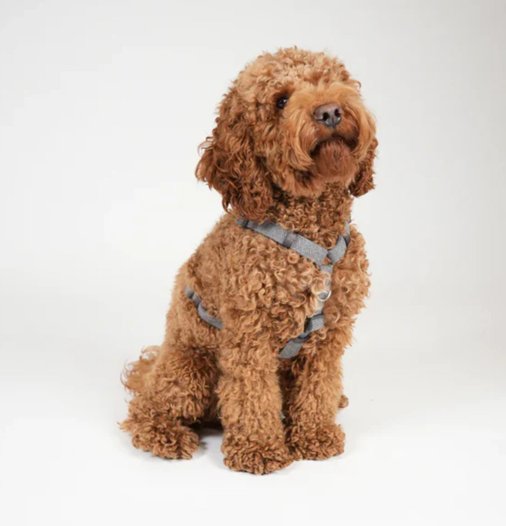 TARA H-STRAP DOG HARNESS | DUSTY BLUE