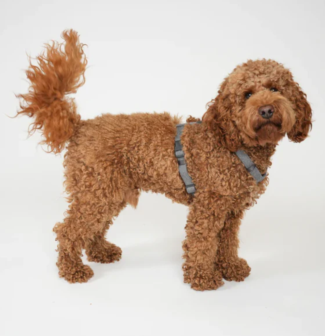 TARA H-STRAP DOG HARNESS | DUSTY BLUE