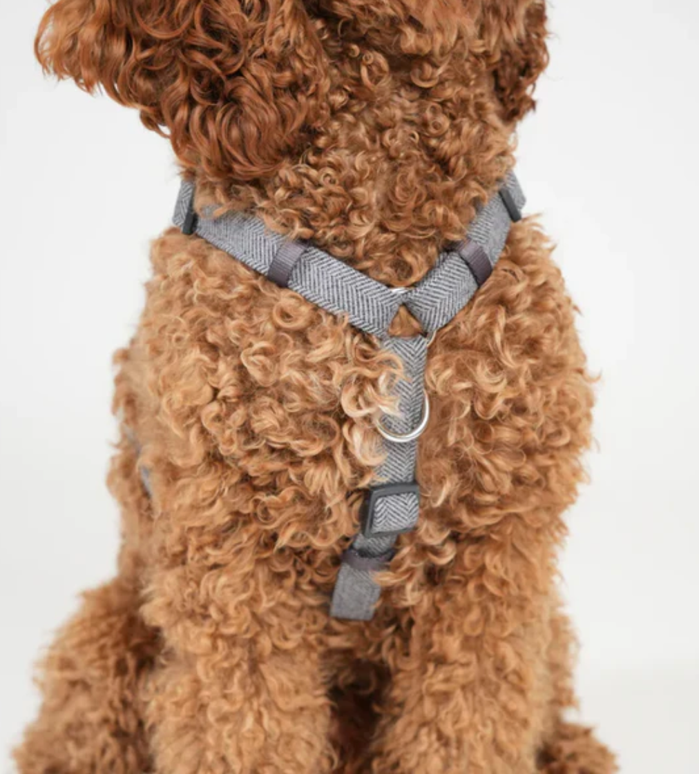 TARA H-STRAP DOG HARNESS | DUSTY BLUE