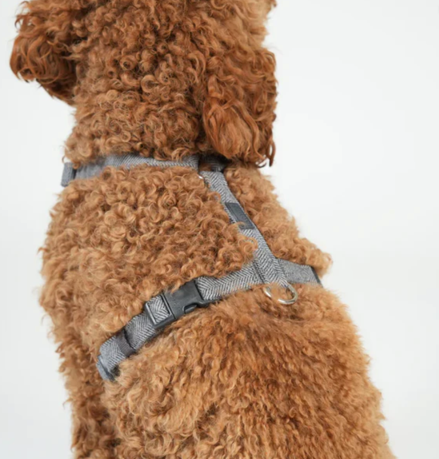 TARA H-STRAP DOG HARNESS | DUSTY BLUE