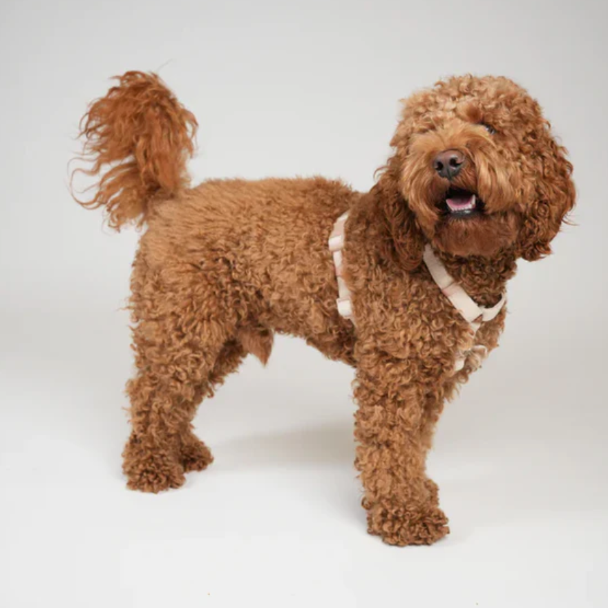 TARA H-STRAP DOG HARNESS | LIGHT ROSE
