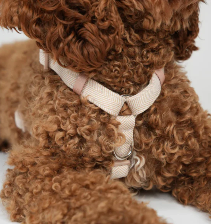 TARA H-STRAP DOG HARNESS | LIGHT ROSE