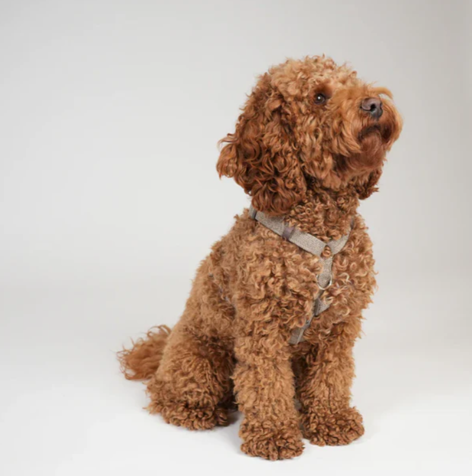 TARA H-STRAP BEISLI | Mocca