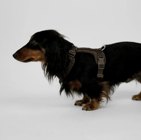 NUMA BEISLI | Dark Oak